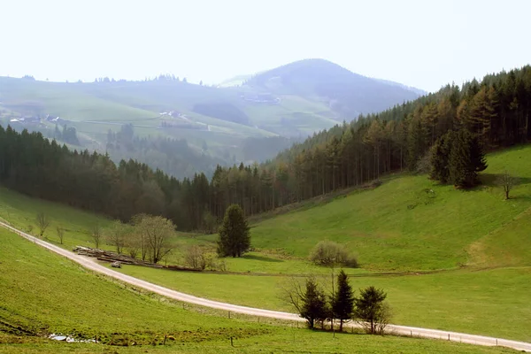 Весна Чорному Лісі — стокове фото