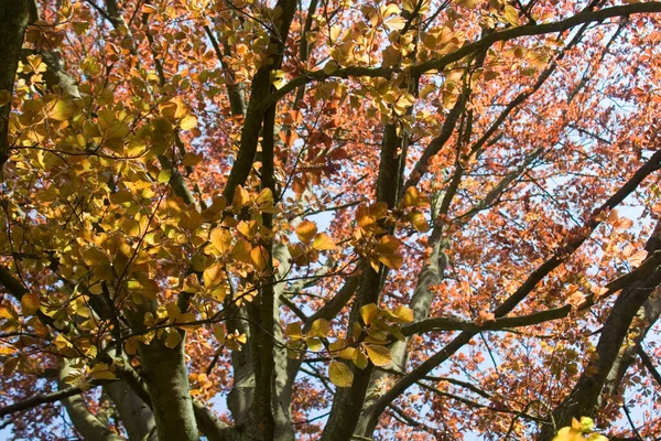 Prachtig Kleurrijk Herfstblad — Stockfoto