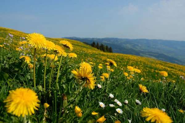 Prato Dai Denti Leone — Foto Stock