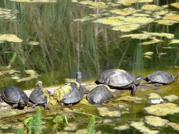 Tortugas Estanque —  Fotos de Stock