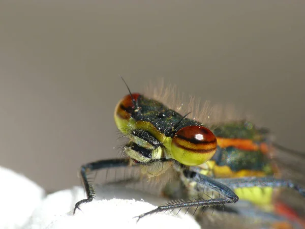 Nahaufnahme Von Wanzen Der Wilden Natur — Stockfoto