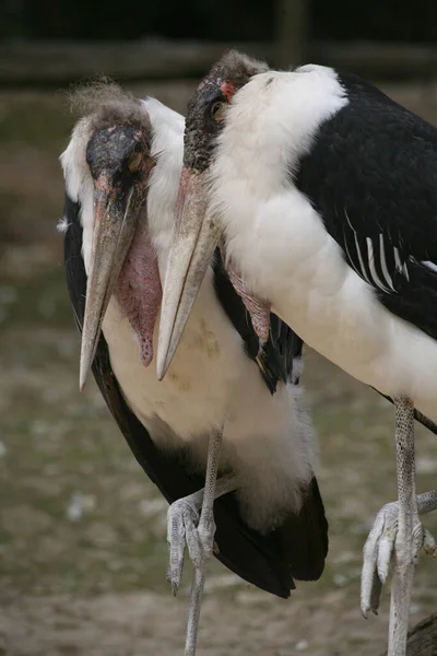 Schilderachtig Uitzicht Prachtige Vogel Natuur — Stockfoto