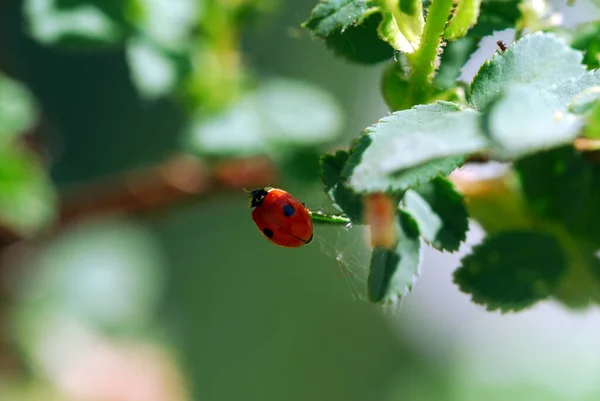 Uğur Böceği Böceğinin Yakın Plan Görüntüsü — Stok fotoğraf