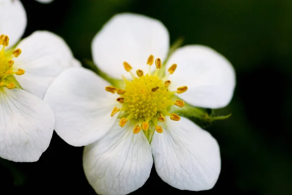 Pianta Fragole Nel Periodo Bluete — Foto Stock