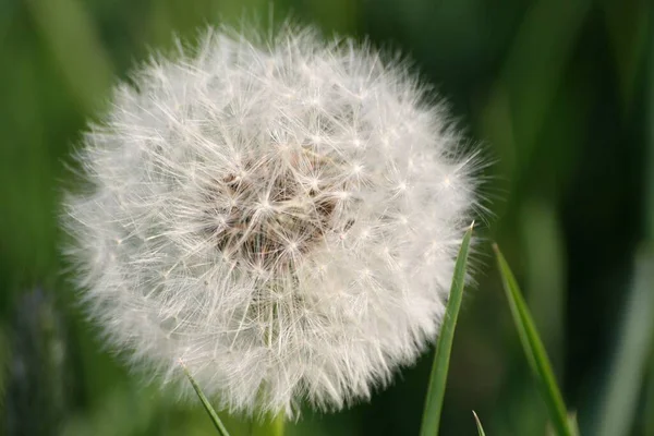 Löwenzahn Gras — Stockfoto