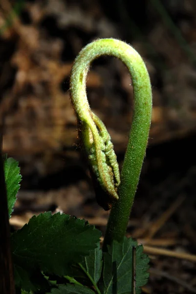 Krásný Botanický Záběr Přírodní Tapety — Stock fotografie