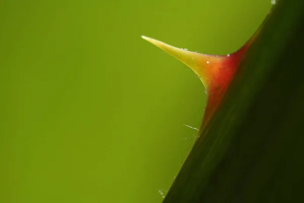 Primer Plano Una Hoja Verde — Foto de Stock