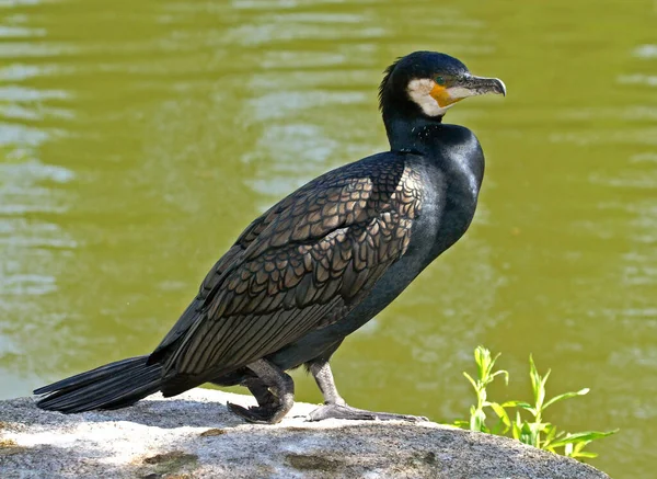 野鳥観察 野鳥観察 野鳥観察 — ストック写真