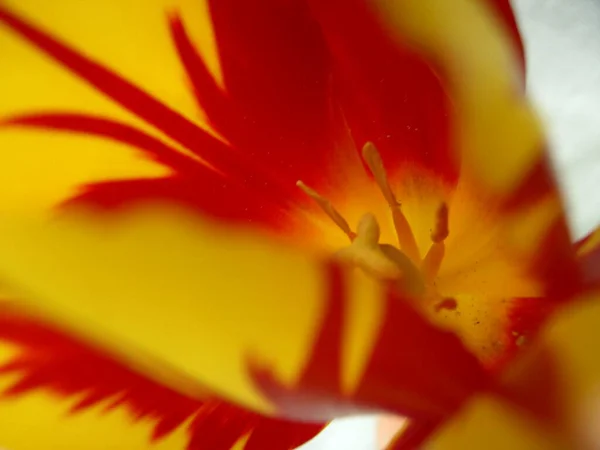 Vue Panoramique Belles Fleurs Tulipes — Photo