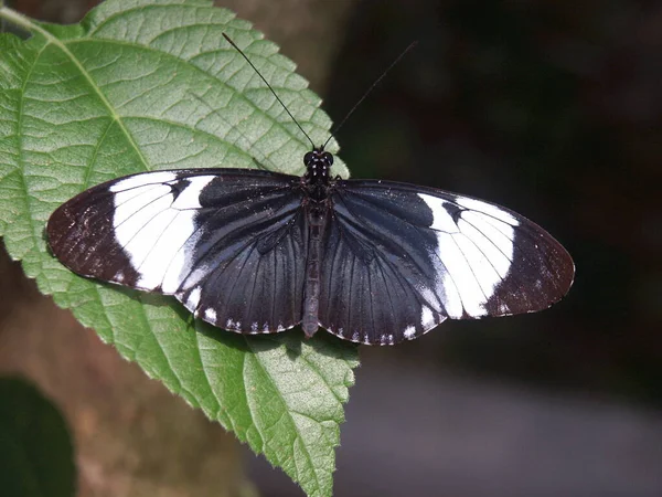 Nahaufnahme Von Schmetterling Wildniskonzept — Stockfoto