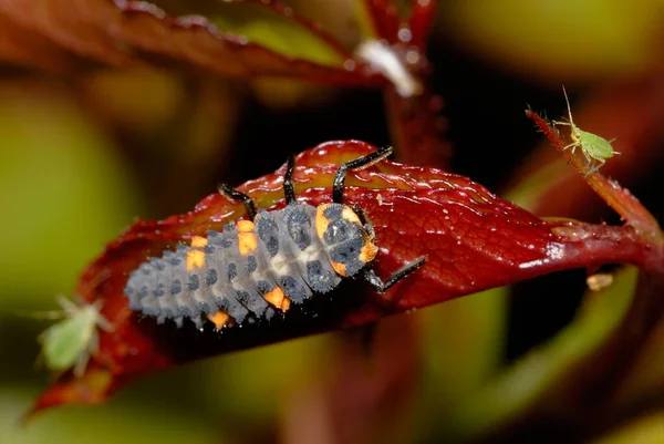 Uma Larva Joaninha Rodeada Por Pulgões — Fotografia de Stock