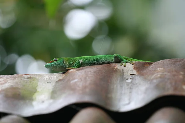 Primer Plano Lagarto Hábitat Concepto Salvajismo —  Fotos de Stock