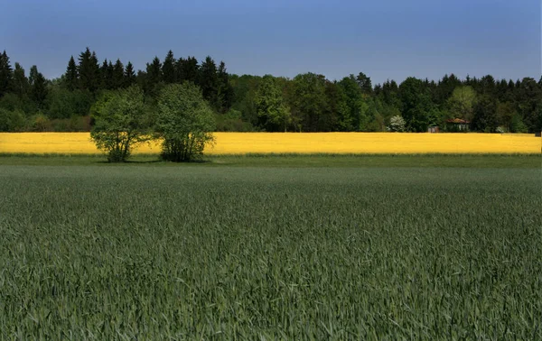 Scenic View Flora Wild Forest — Stock Photo, Image