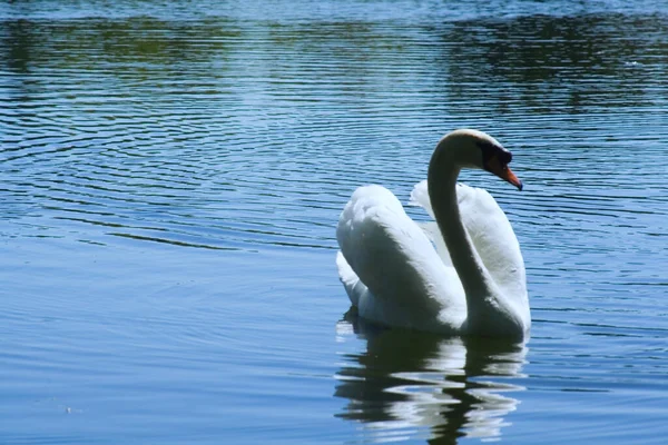 Vista Panorámica Del Majestuoso Cisne Naturaleza — Foto de Stock