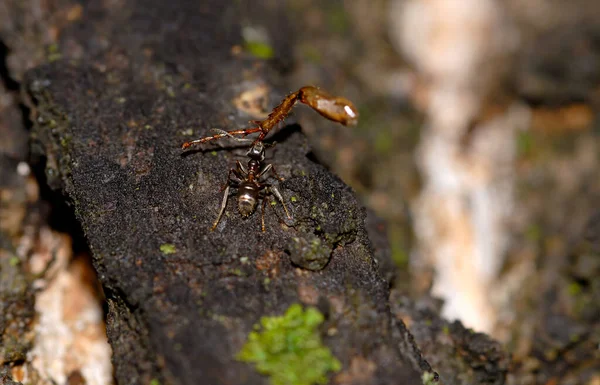 Biomassa Todas Formigas Terra Excede Muito Dos Seres Humanos Embora — Fotografia de Stock