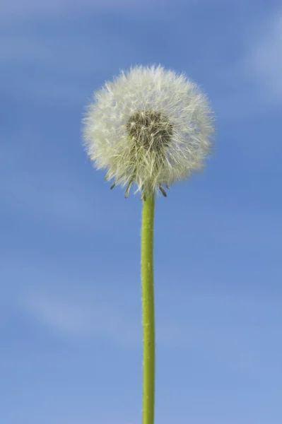 Taraxacum Ruderalia Kwiat Mniszka Lekarskiego — Zdjęcie stockowe