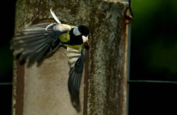 Oiseau Proie Dans Zoo — Photo