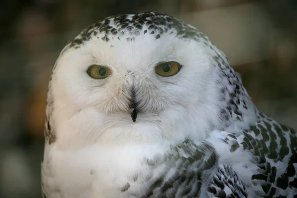 Closeup of cute owl at wild nature
