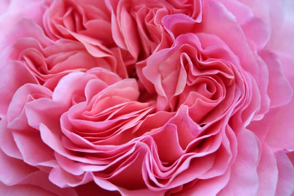 English Rose Flower Petals Garden Plant — Stock Photo, Image