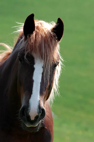 Portret Van Een Paard Een Veld — Stockfoto