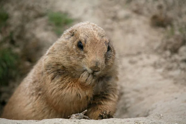 Common Prairie Dog Zvíře Přírodě — Stock fotografie