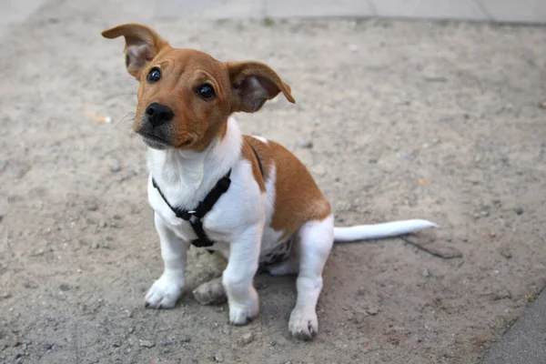 Retrato Lindo Perro — Foto de Stock