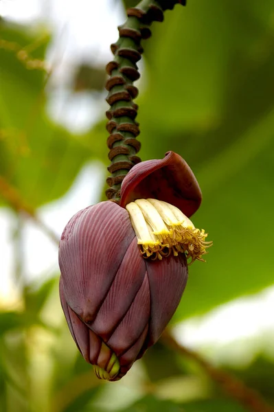 바나나 꽃나무 — 스톡 사진