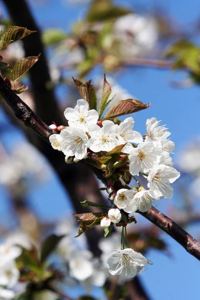 Kirschblüte Blumen Auf Baum — Stockfoto