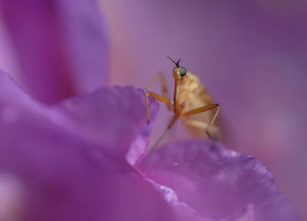 Xanthempis Digramma Alpenrose — Φωτογραφία Αρχείου