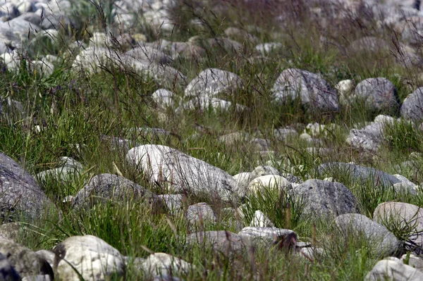 Naturreservat Ett Skyddat Område Betydelse För Flora Och Fauna — Stockfoto