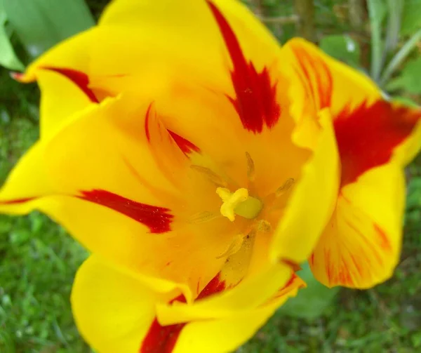 Vista Panorámica Hermosas Flores Tulipán —  Fotos de Stock