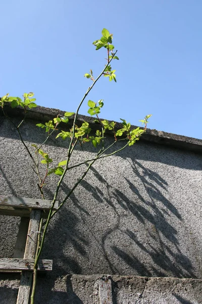 植物や花のある古い石の壁 — ストック写真