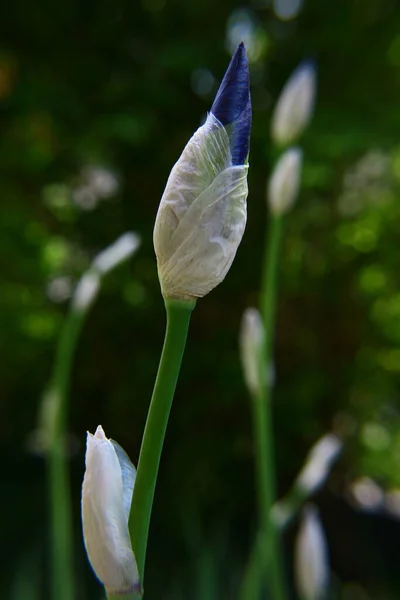 Belles Fleurs Fond Concept Floral — Photo