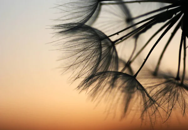 Schöne Botanische Aufnahme Natürliche Tapete — Stockfoto