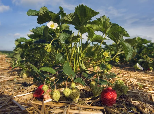 Vue Panoramique Sur Campagne Orientation Sélective — Photo