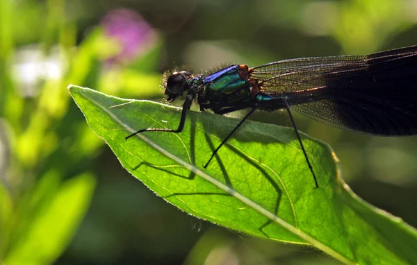 Närbild Insekter Vild Natur — Stockfoto