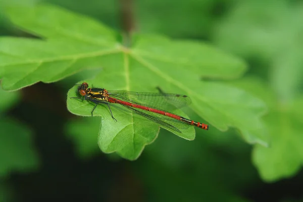 Vue Rapprochée Insecte Nature — Photo