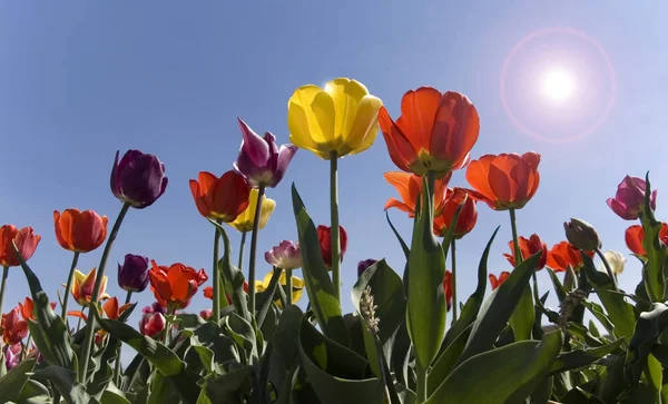 Tulips Light — Stock Photo, Image