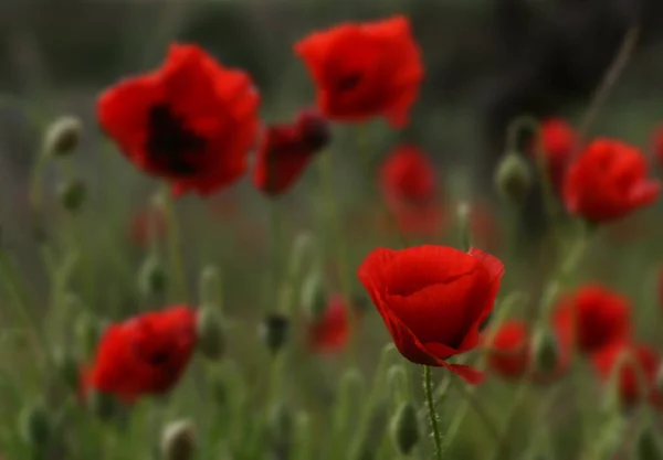 Letní Flóra Červená Květ Máku — Stock fotografie