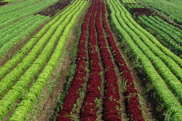 Closeup View Fresh Tasty Salad — Stock Photo, Image