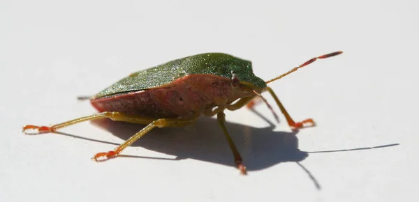 Nahaufnahme Einer Grünen Grille Auf Weißem Hintergrund — Stockfoto