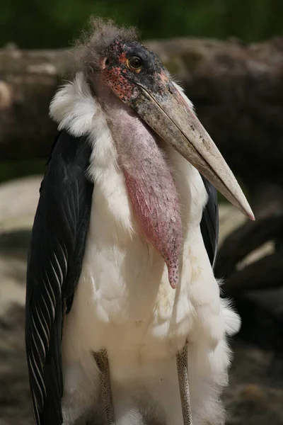 Encerramento Animais Jardim Zoológico — Fotografia de Stock