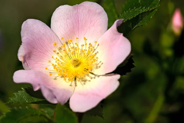 Piękne Botaniczne Ujęcie Naturalna Tapeta — Zdjęcie stockowe