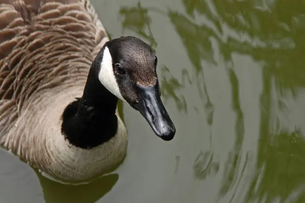 Gås Vattnet — Stockfoto