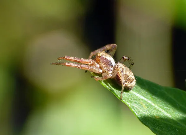 Spinne Insektenfalle Tier — Stockfoto