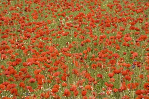 Red Poppy Field — Stock Photo, Image