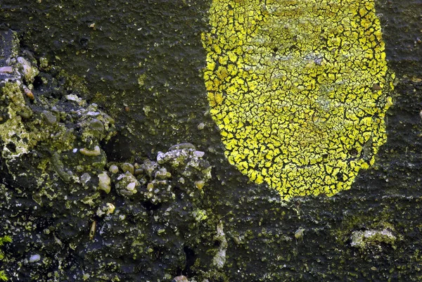 地面上的苔藓 — 图库照片