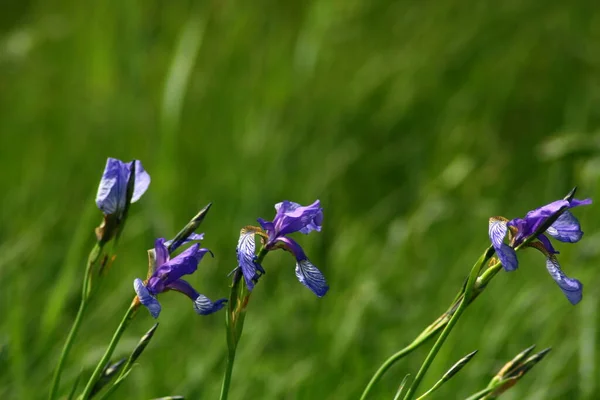 Irissen Bloemen Plant Flora — Stockfoto