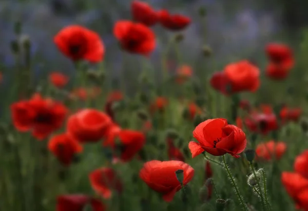 Mák Mező Vörös Virágszirmok Réten — Stock Fotó