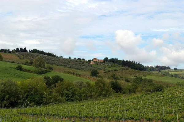 Weinanbau Flora Auf Dem Land — Stockfoto